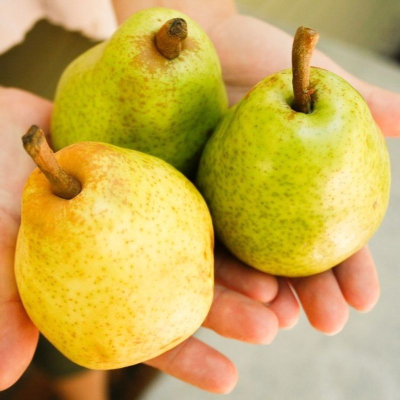 Pears That Handle Mild California Winters