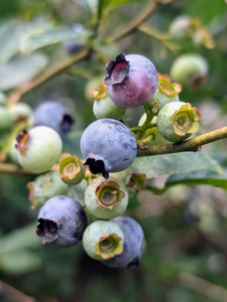 Blueberries That Reward Acid-Loving Gardeners