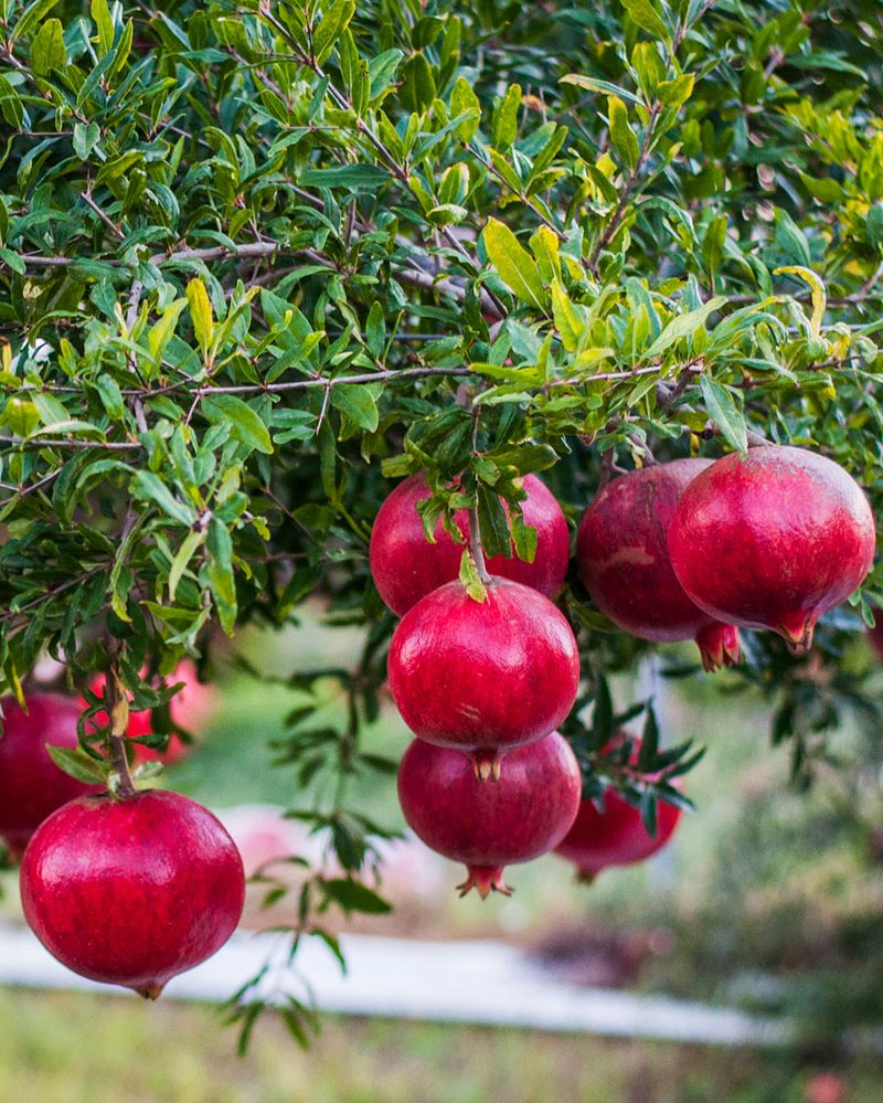 Pomegranates Built For Hot Inland Yards
