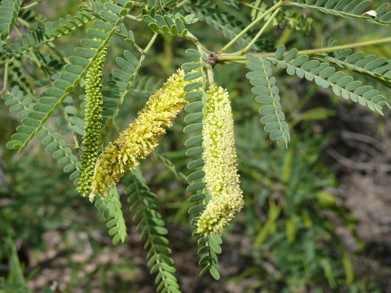 Velvet Mesquite