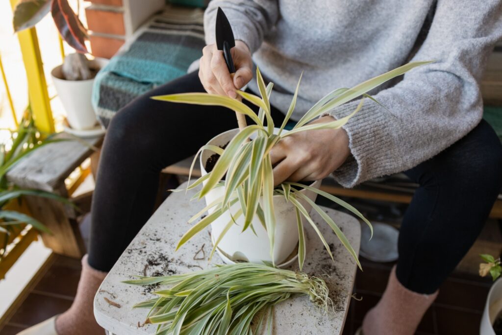 spider plant pruning