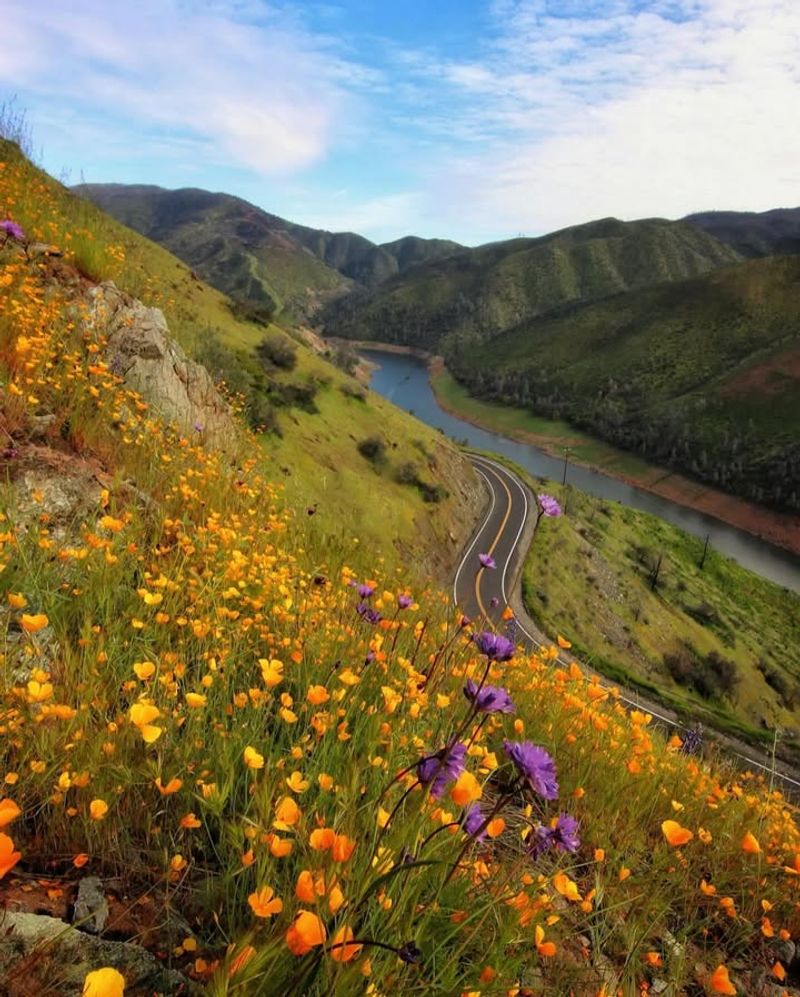 Native Flowers May Steal The Show