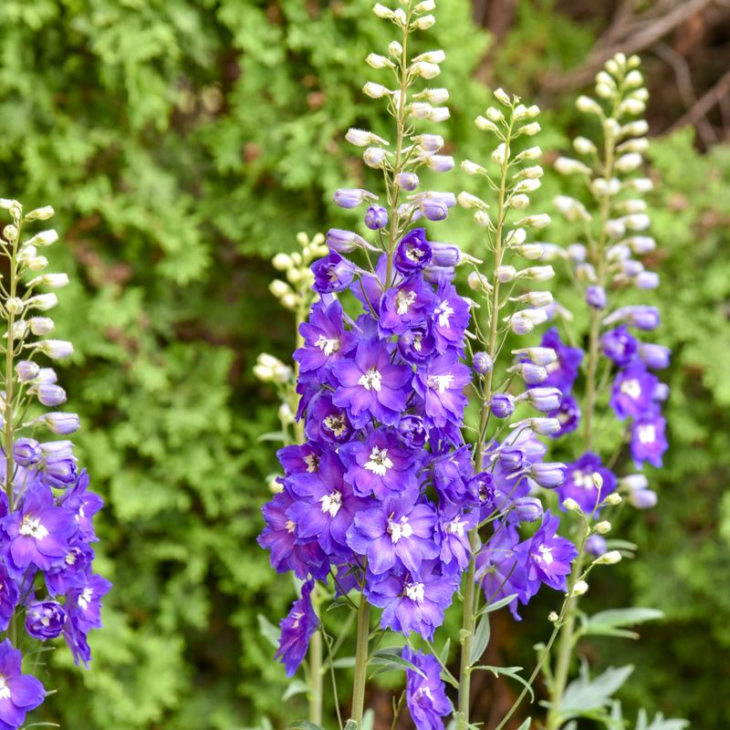 'Violets Are Blue' Delphinium (Delphinium Elatum)