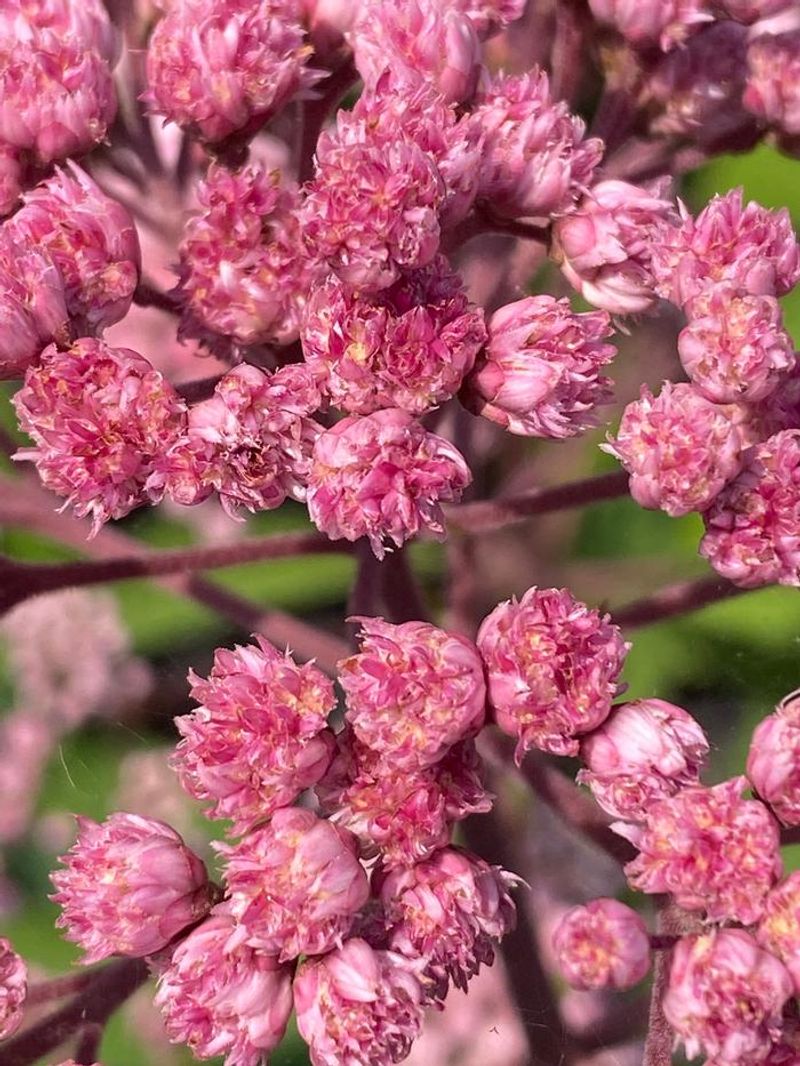 'JoJo' Joe-Pye Weed (Eutrochium Fistulosum)