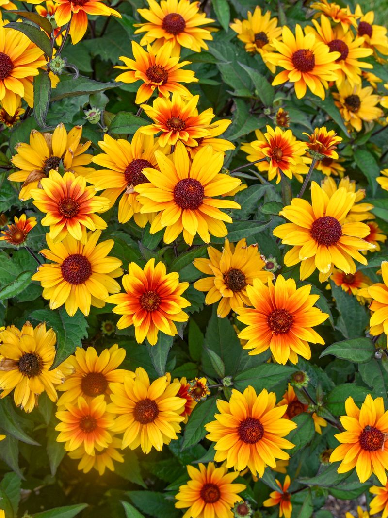 'Sundial' False Sunflower (Heliopsis Helianthoides)