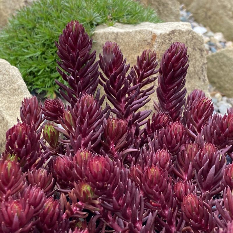 Red Angelina Sedum (Sedum Hybrid)