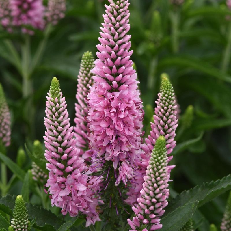 Skyward™ Light Pink Speedwell (Veronica Hybrid)