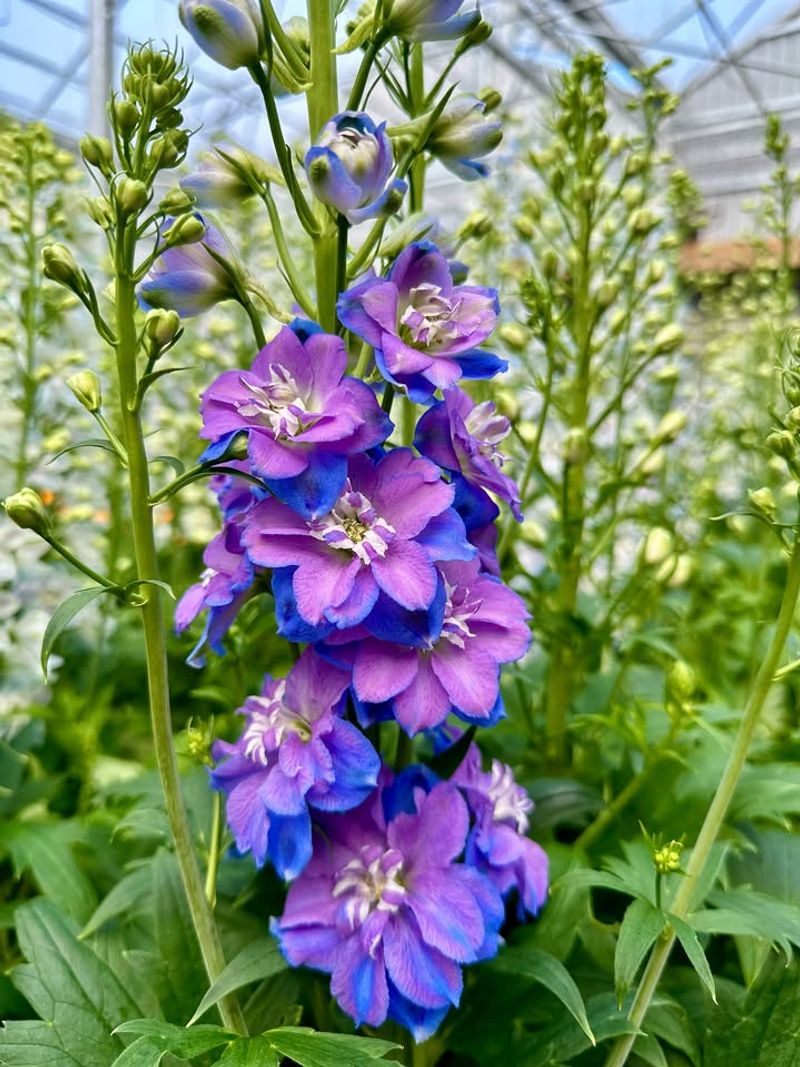 'Violets Are Blue' Delphinium (Delphinium Elatum)