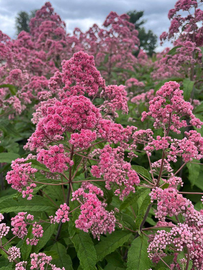 'JoJo' Joe-Pye Weed (Eutrochium Fistulosum)