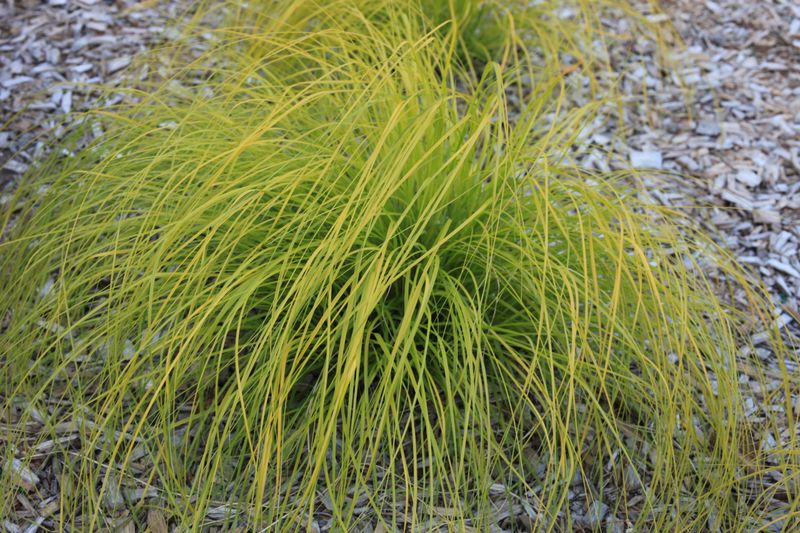 'Golden Needles' Prairie Dropseed (Sporobolus Heterolepis)