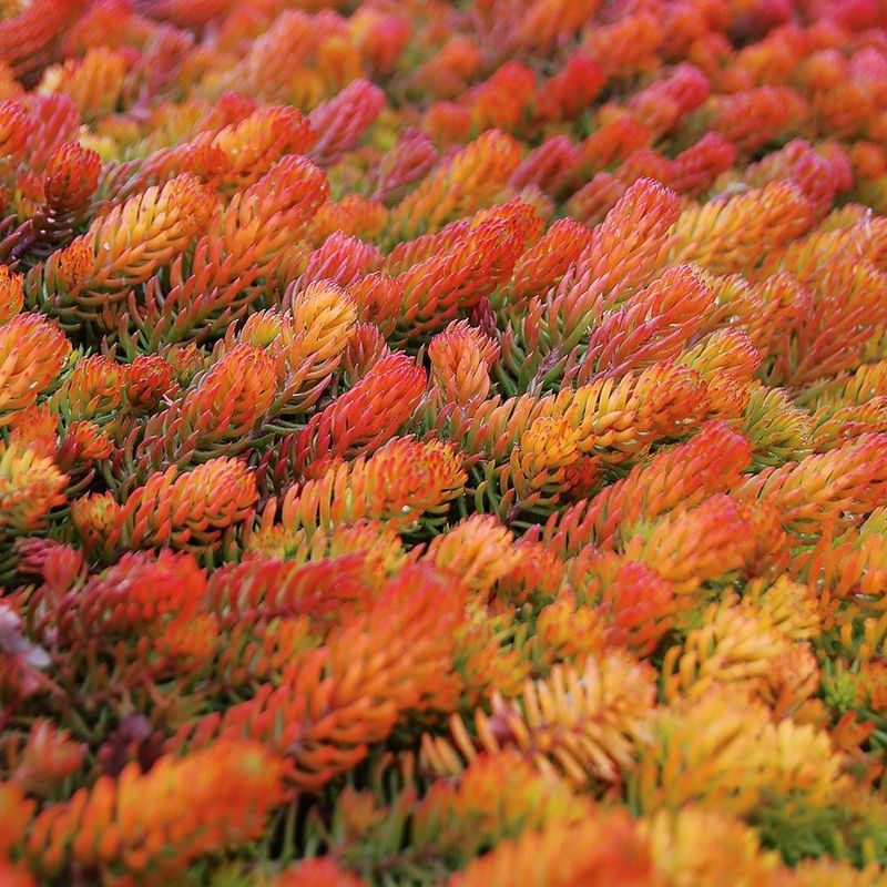 Red Angelina™ Sedum (Sedum Hybrid)