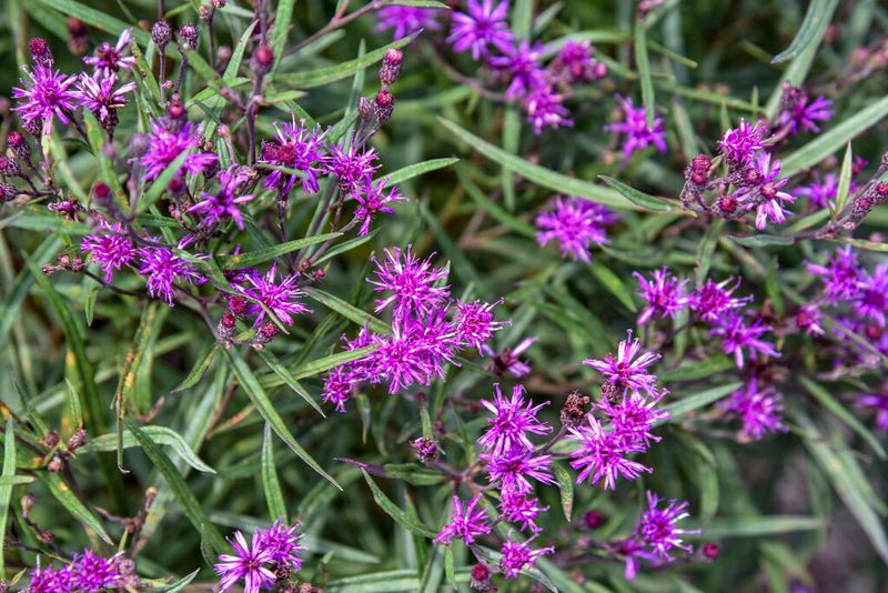 'Prairie Princess' Ironweed (Vernonia Hybrid)