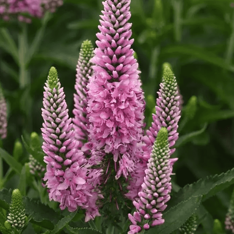 Skyward Light Pink Speedwell (Veronica Hybrid)