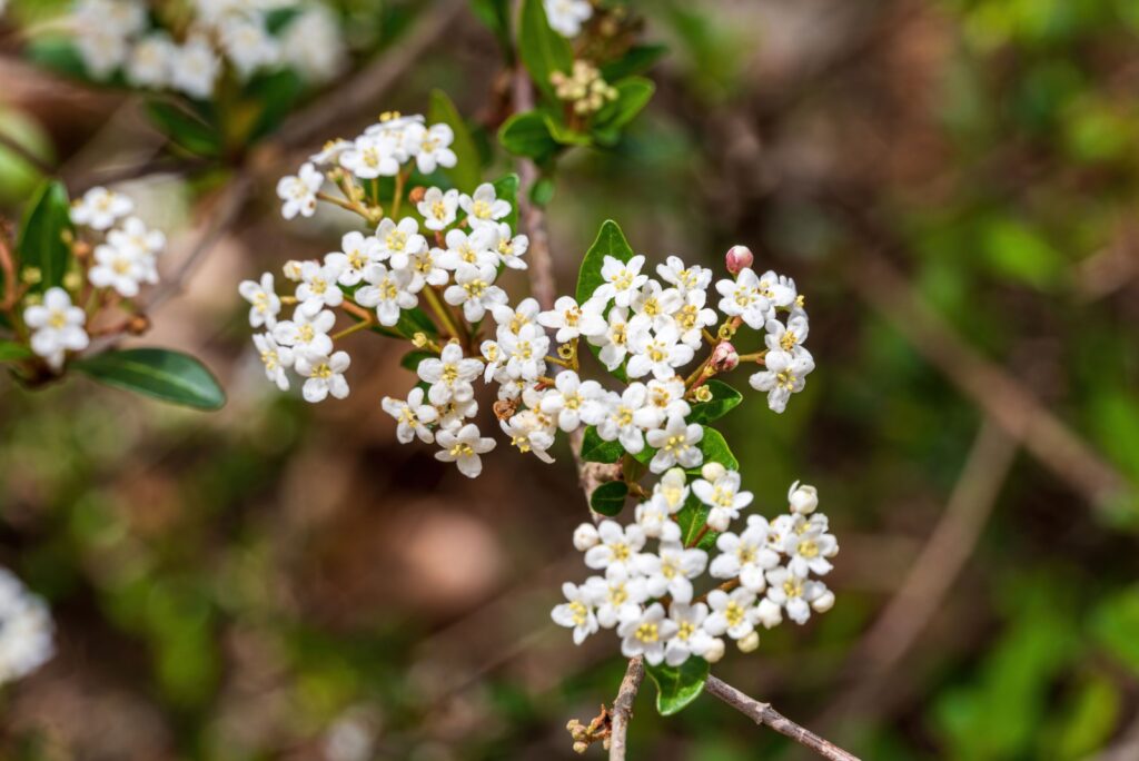 walter's viburnum