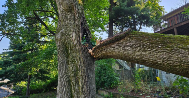 tree damage