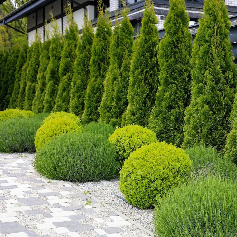 Arborvitae Creates A Classic Year Round Privacy Wall