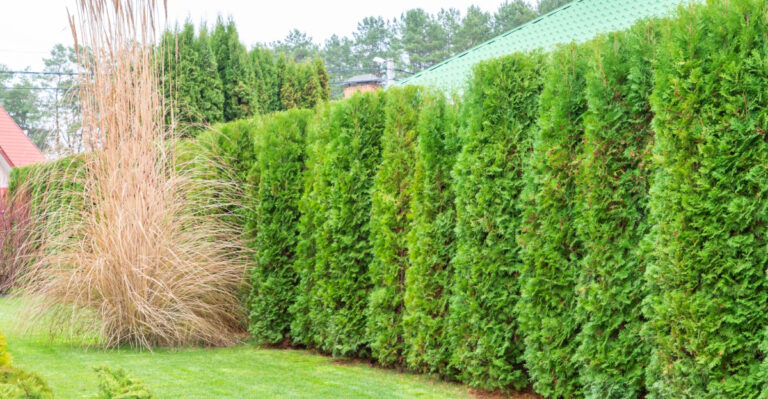 10 Best Hedges For Privacy In Michigan Gardens