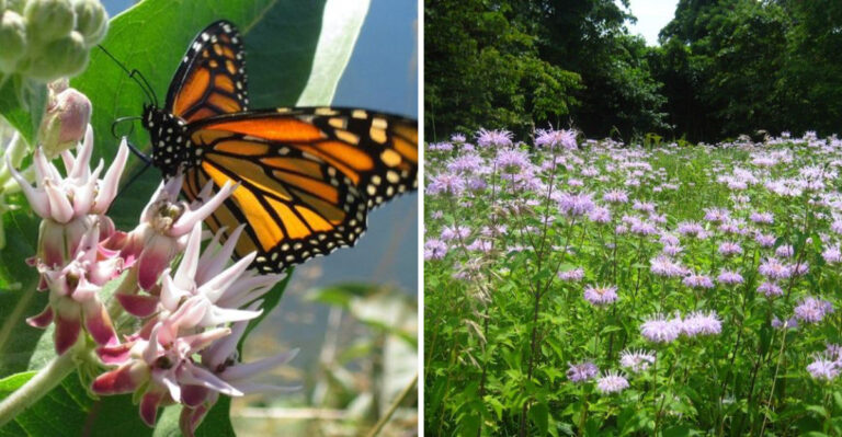 10 Best Native Wildflowers For Montana Backyards This Year
