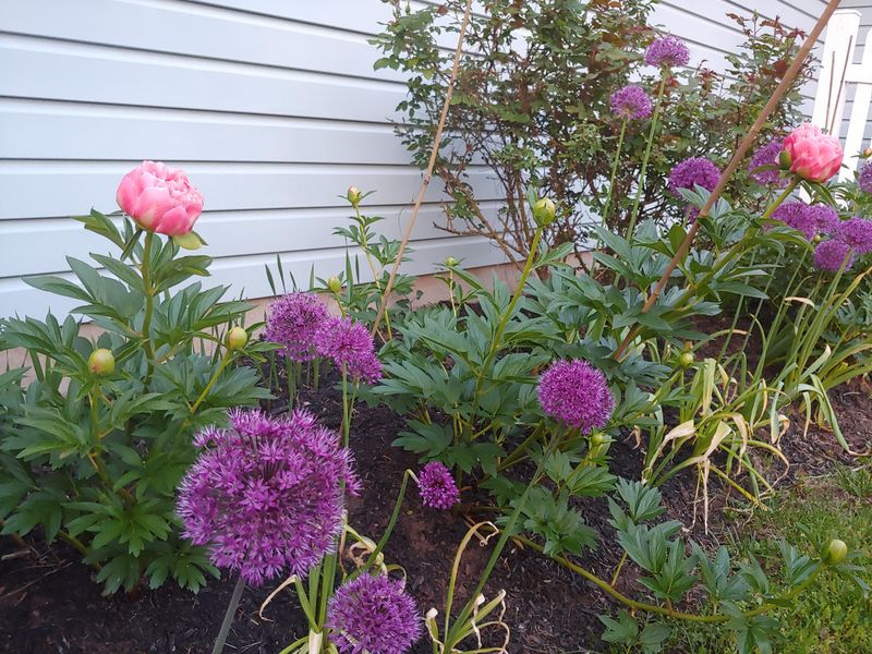 Alliums With Tall Blooms And Early Season Interest