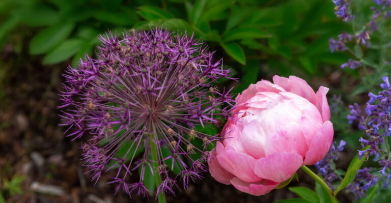peony and allium