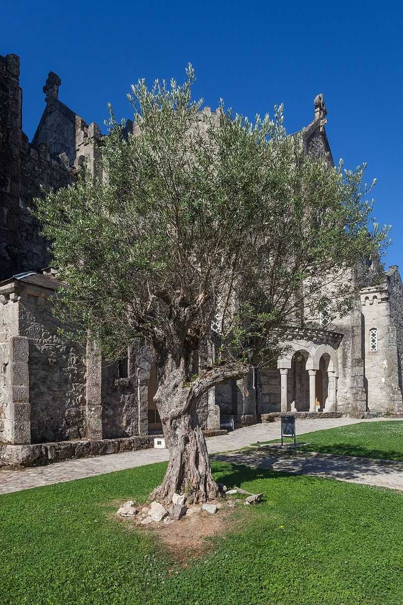 Olive Tree Brings Classic Mediterranean Structure With Silvery Foliage