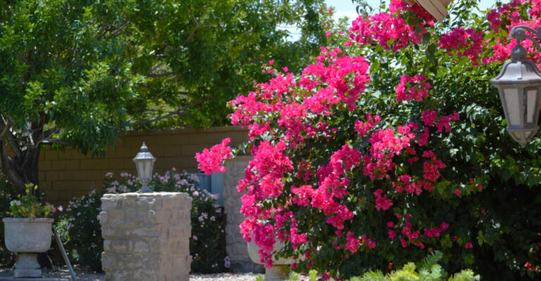 10 Best Plants For An Arizona Mediterranean Landscape Design