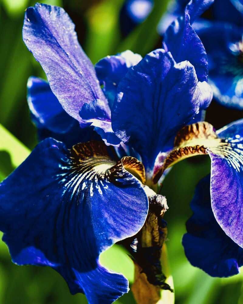 Blue Flag Iris Make A Bold Statement In Your Garden