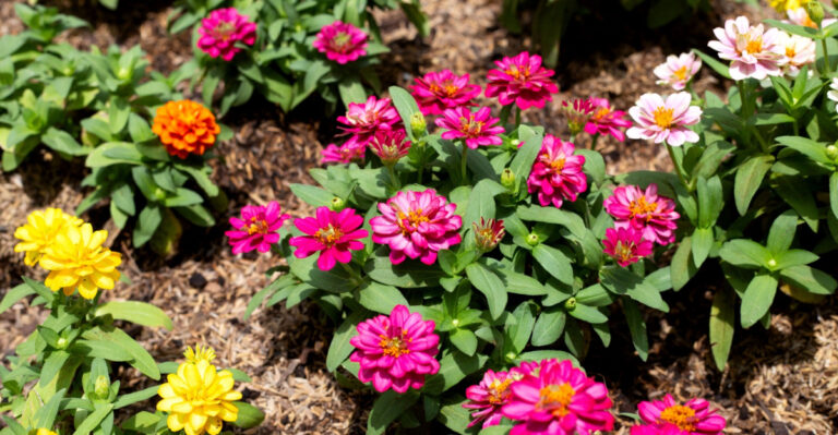 zinnia plants