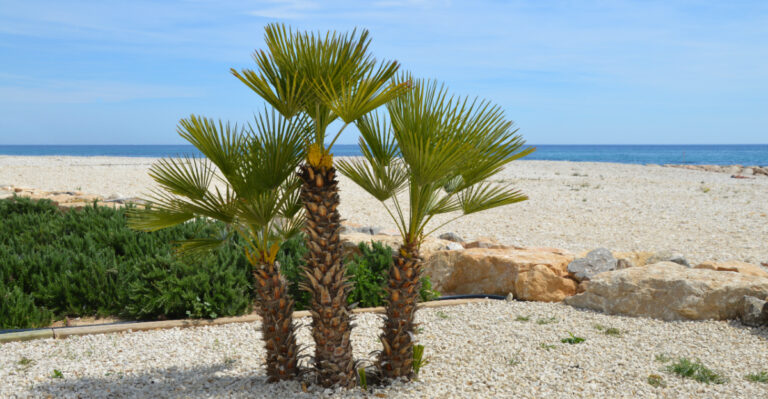 10 Best Small Palms For Florida Front Yards