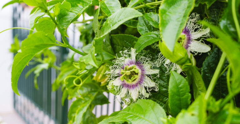 climbing passionflower