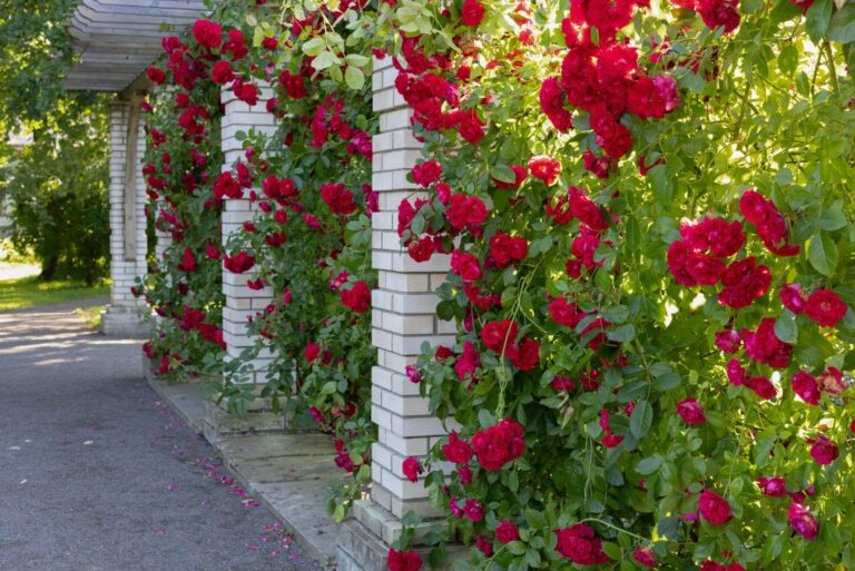 climbing roses