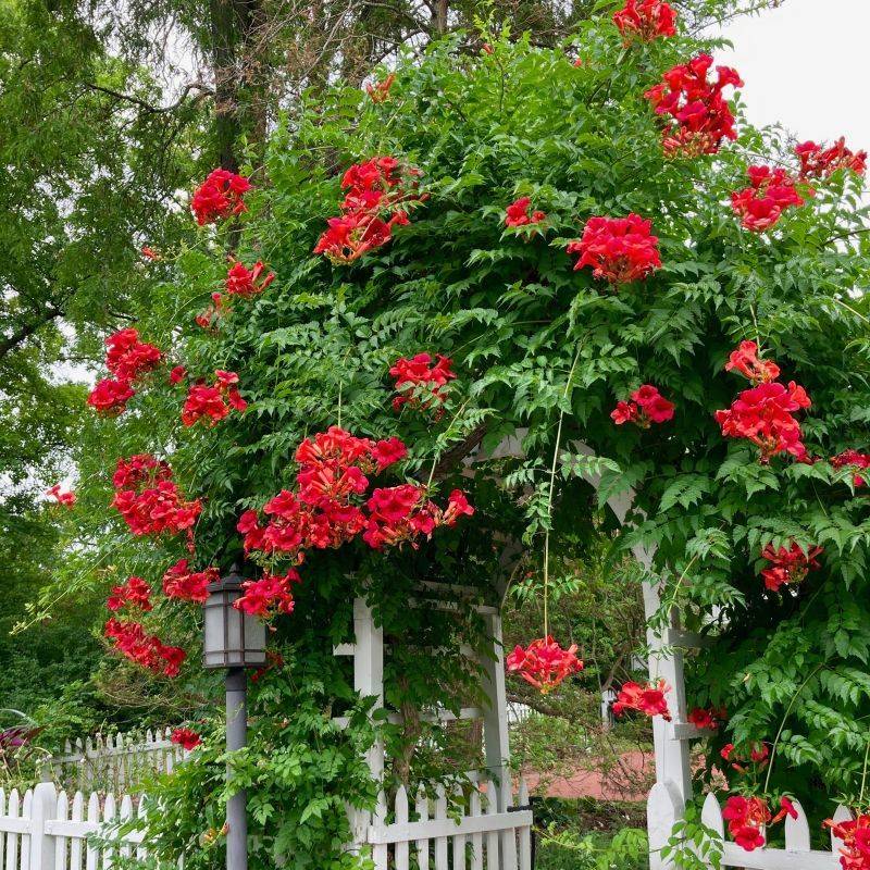 Trumpet Vine