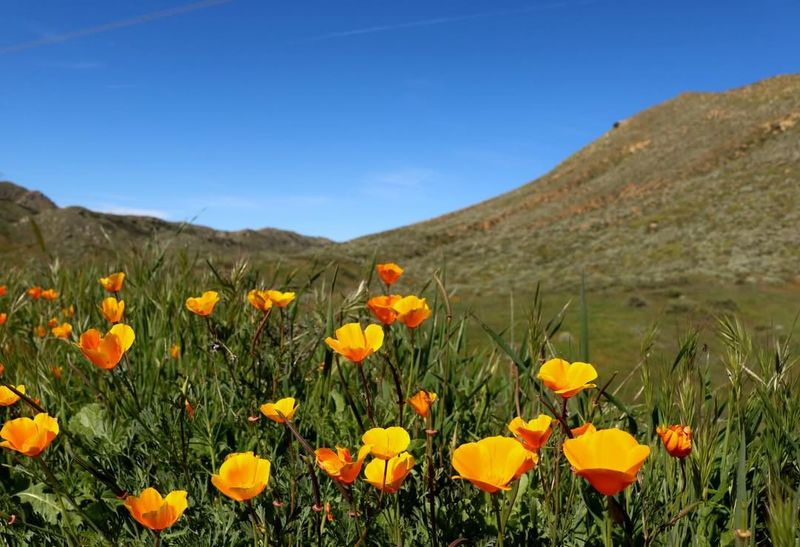 California Poppy With Its Sunny Orange Blooms