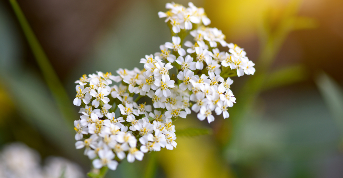 10 Drought-Tolerant Plants Perfect For California Gardens In 2026