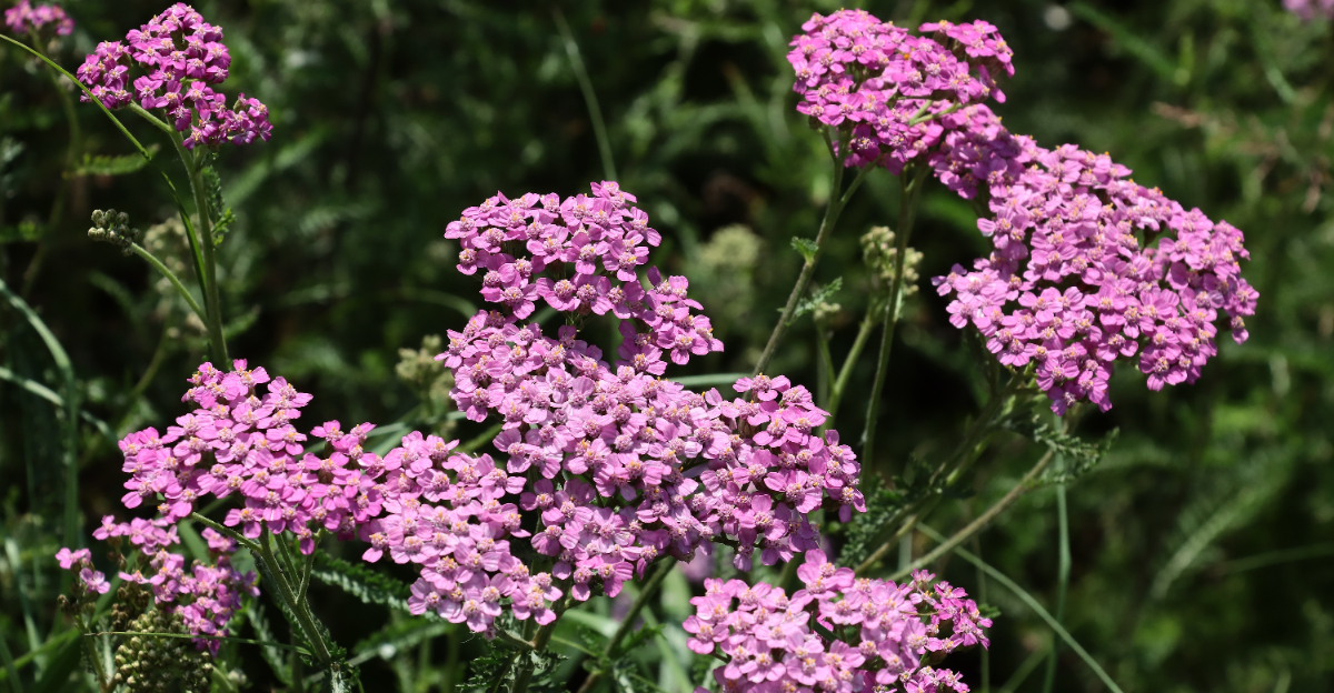 pink yarrow