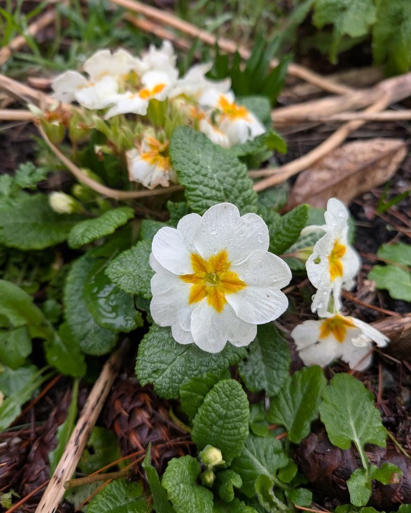 Primrose With Their Cheerful Faces