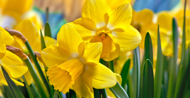 10 Early Spring Flowers That Thrive In Oregon’s Weather