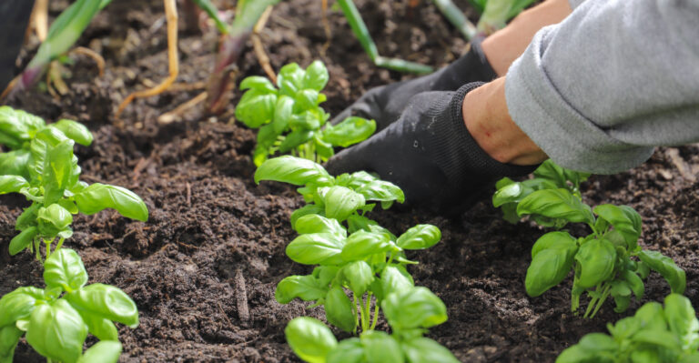 basil planting