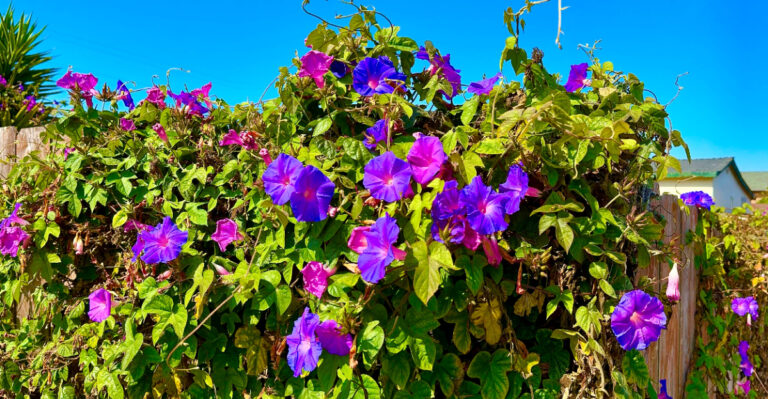 morning glory vine