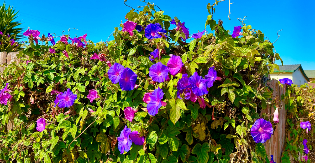 morning glory vine