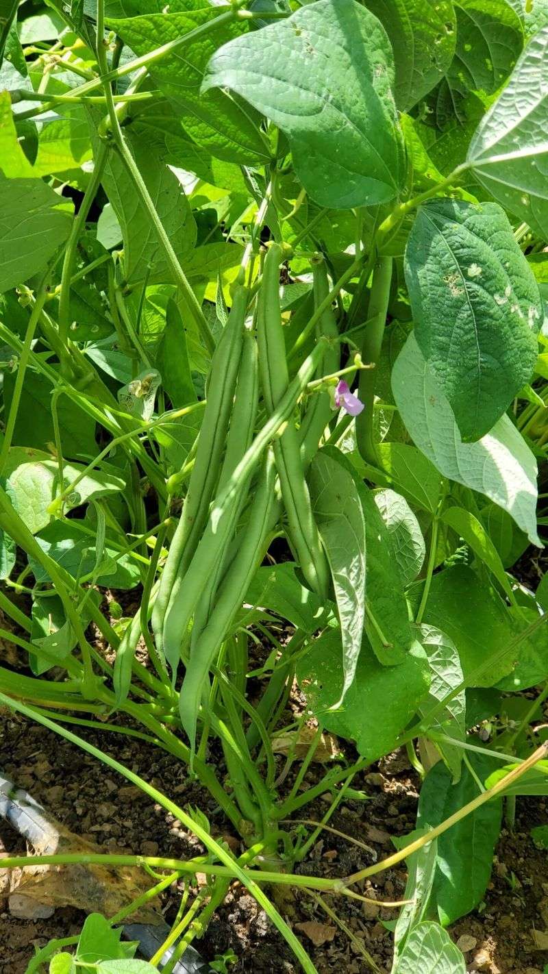 Bush Beans Fill Out Fast Once Georgia Soil Warms