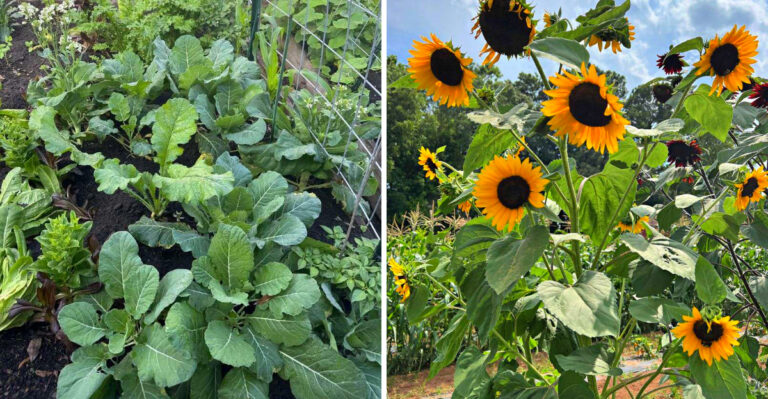 10 Fast-Growing Plants That Establish Quickly In April In Georgia