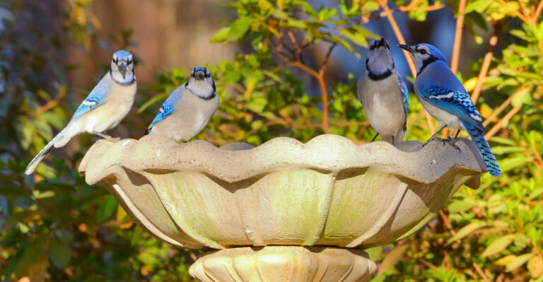 10 Florida Backyard Ideas To Turn Small Outdoor Spaces Into Micro-Oases