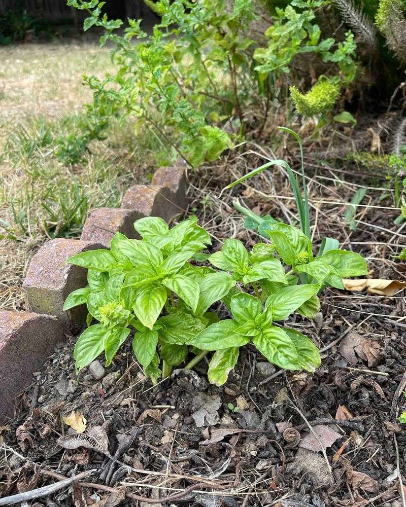 Basil That Helps Repel Pests And Support Tomato Growth
