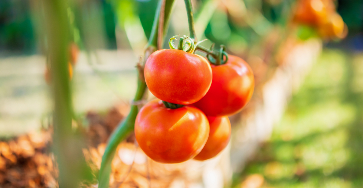 10 Florida Plants To Grow Under Tomatoes For Stronger Vines