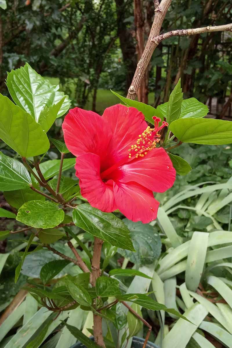 Hibiscus Responds Well To Early Spring Pruning In Florida