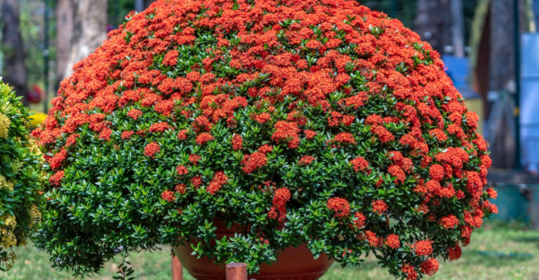 ixora shrub