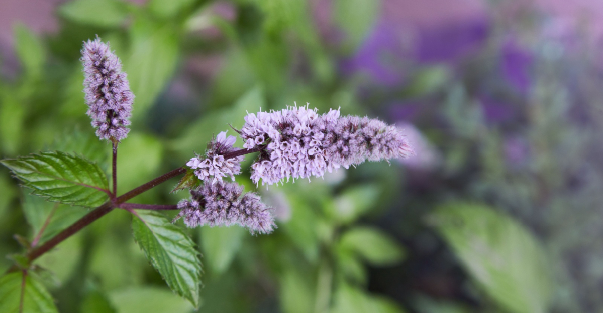 mint flower