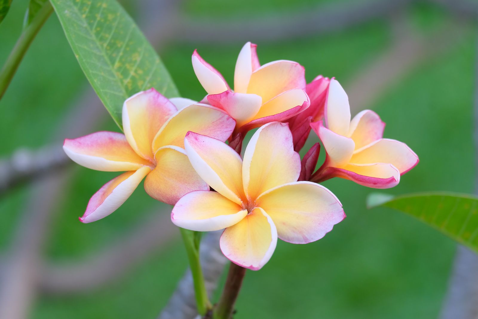 plumeria
