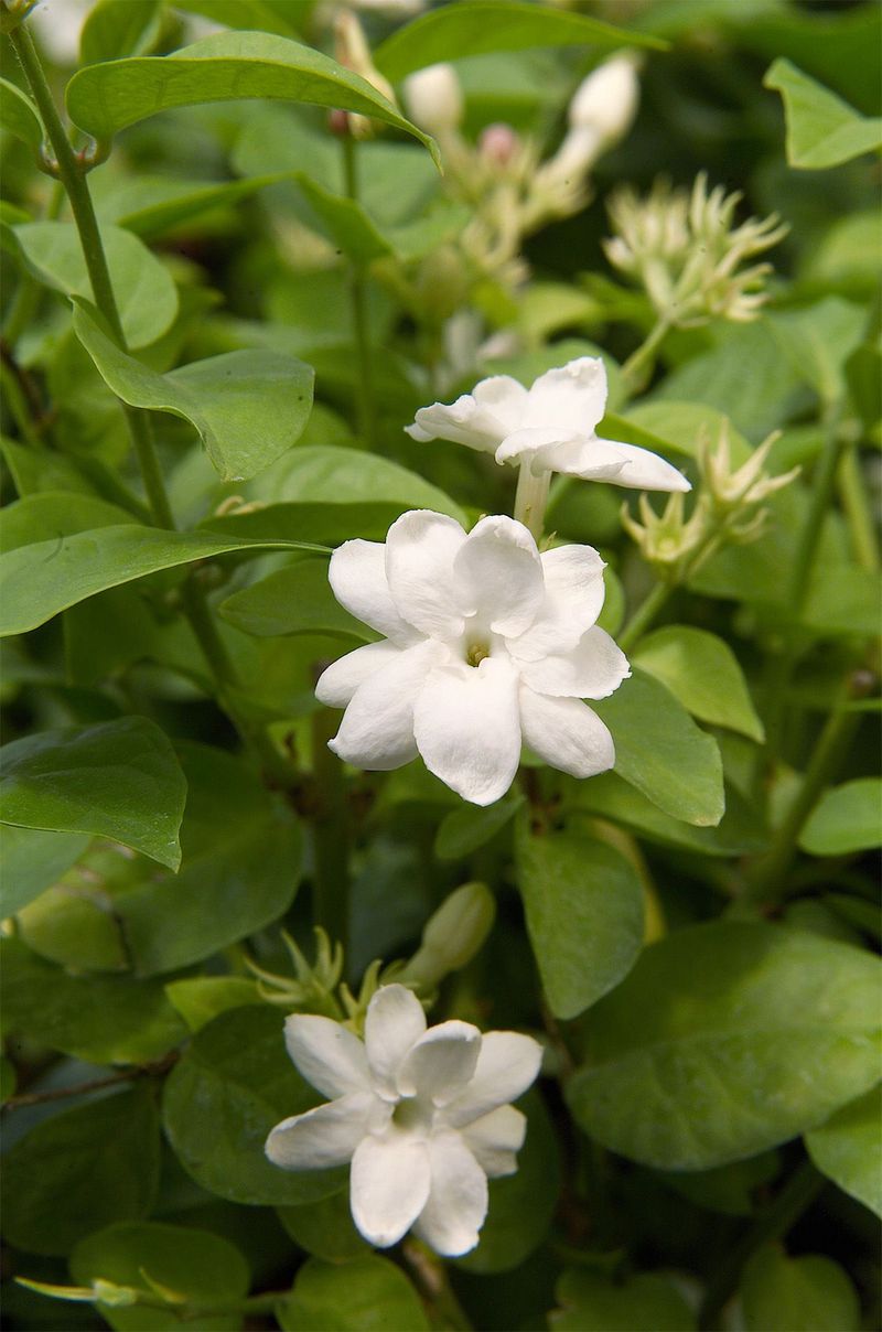 Jasmine
